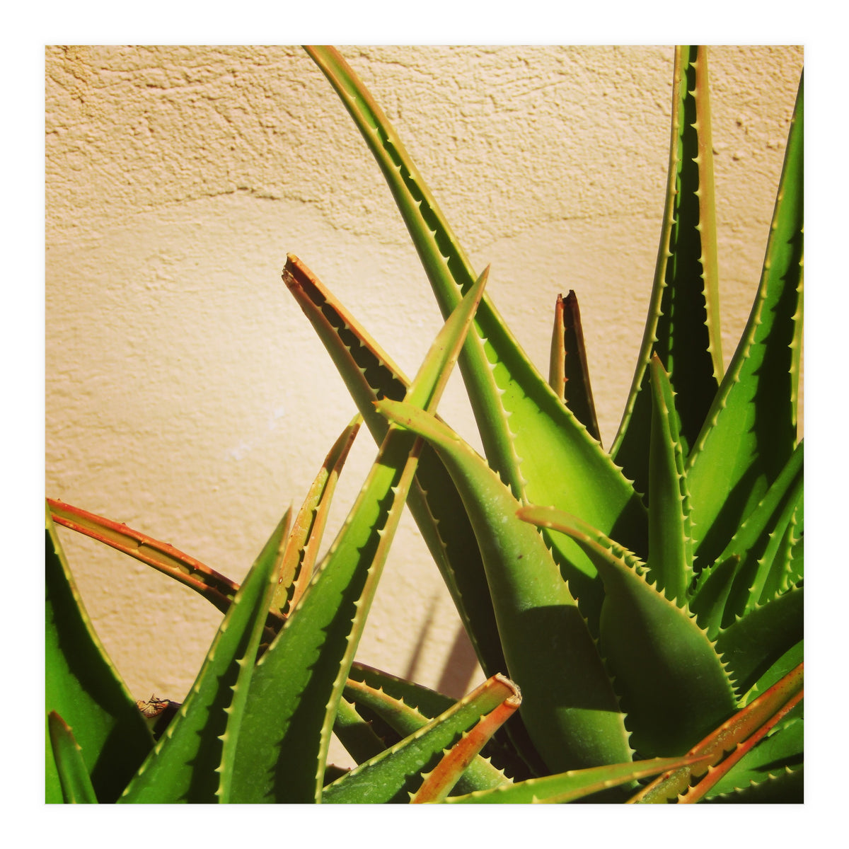 cacti and sunshine (Print Only)