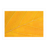 Autumn Leaf  (Print Only) thumbnail