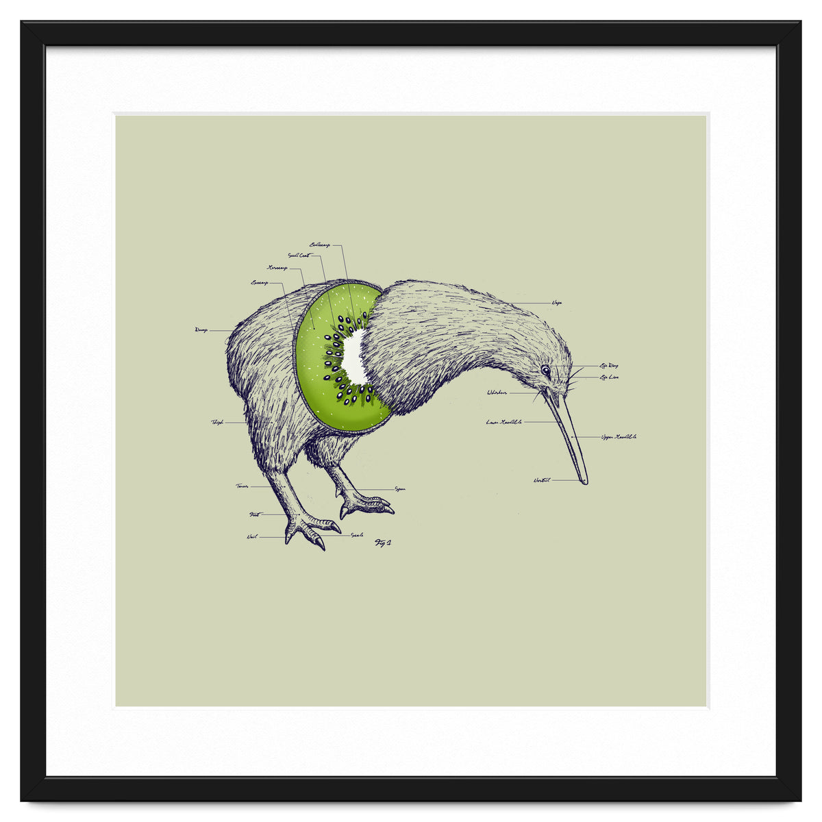 Kiwi Anatomy