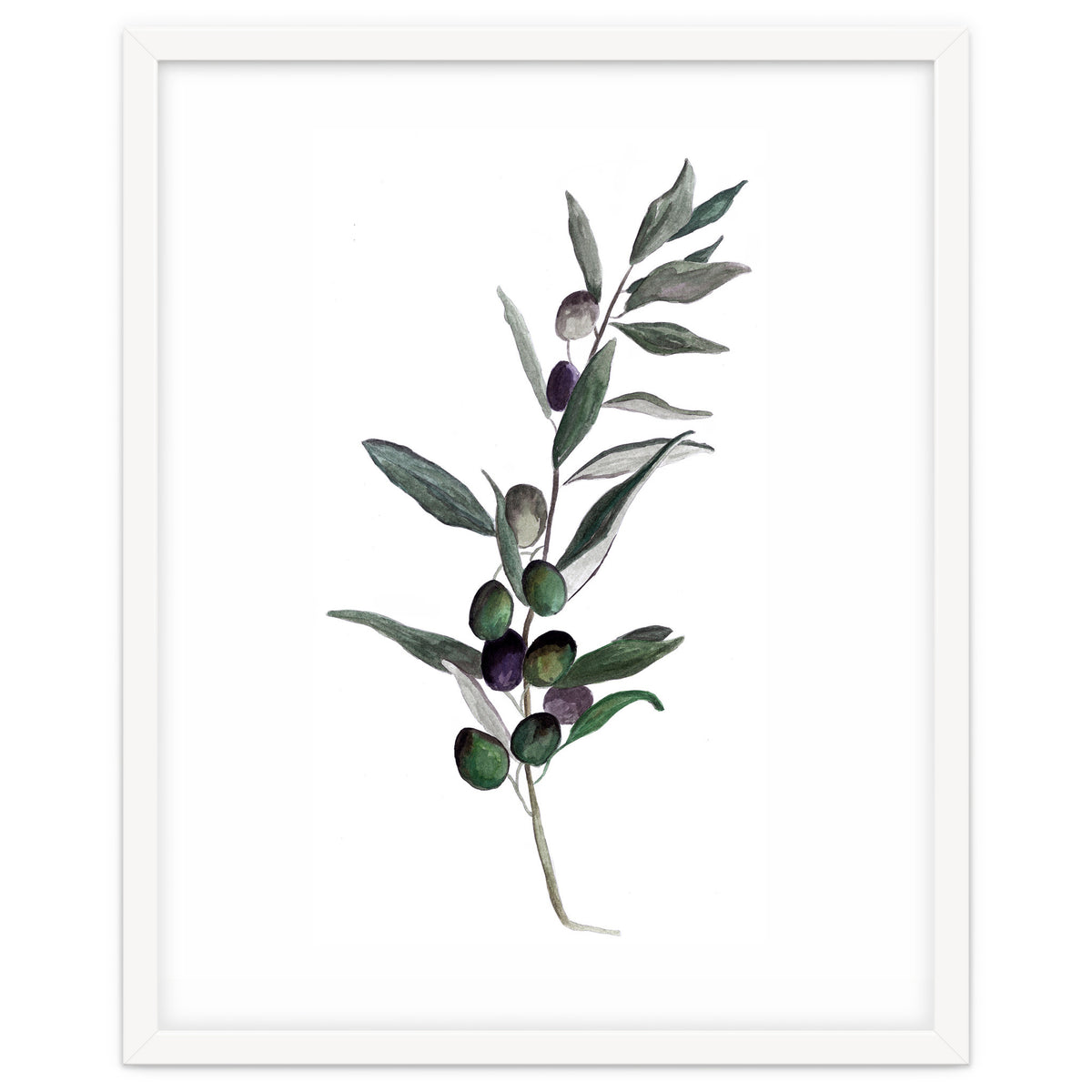 Botanical Illustration Olive