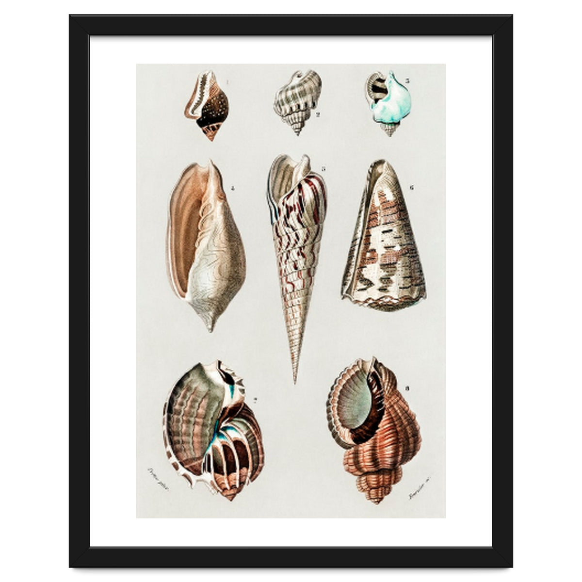 Different types of mollusks illustrated