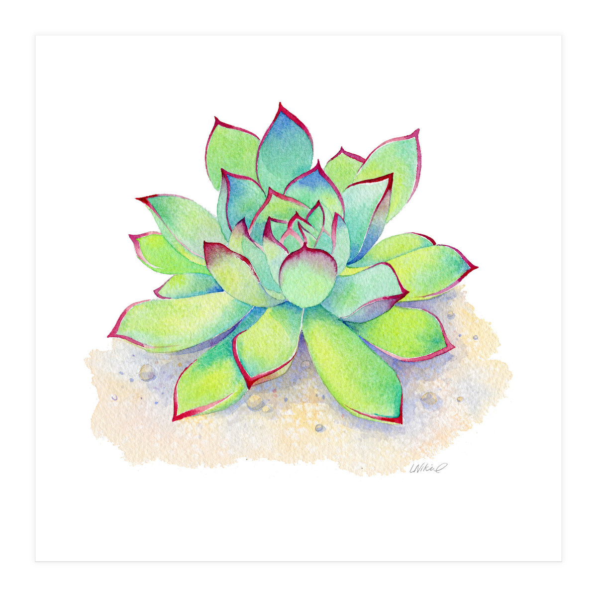Pink Tip Succulent (Print Only)