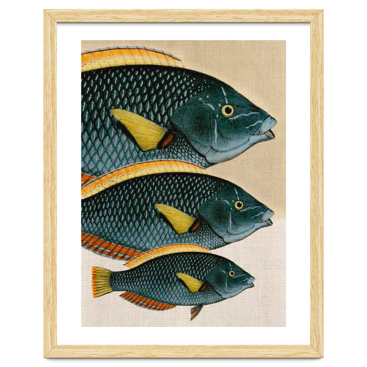 Fish Classic Designs 10