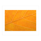Autumn Leaf (Print Only) thumbnail
