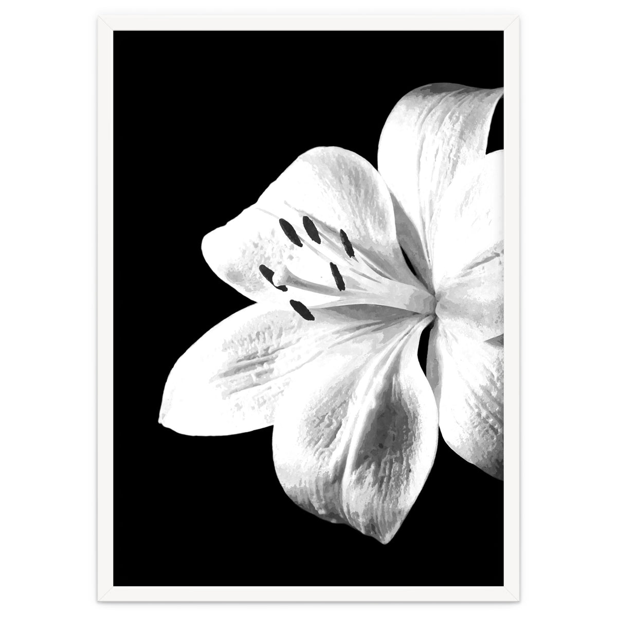 White Lily Black Background