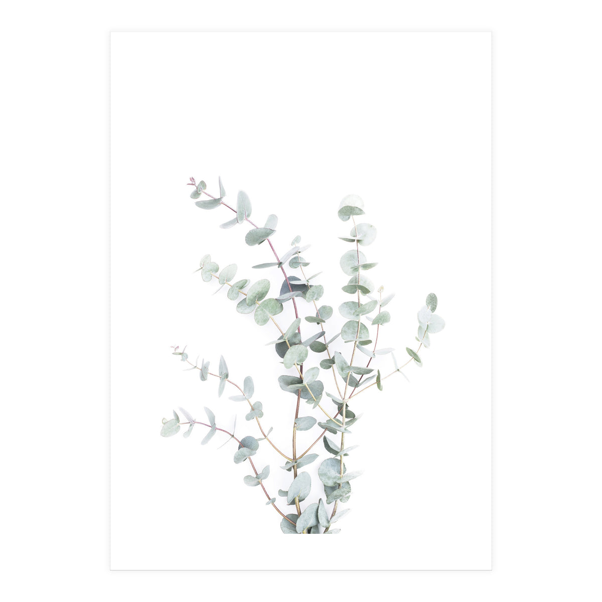 Eucalyptus Branch (Print Only)