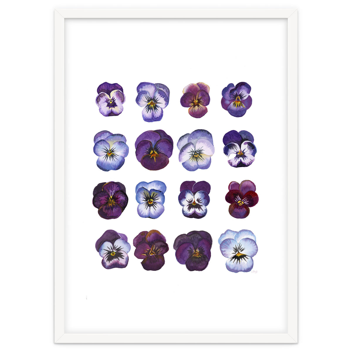 A Watercolour Study Of Violas