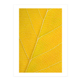 Autumn Leaf (Print Only) thumbnail
