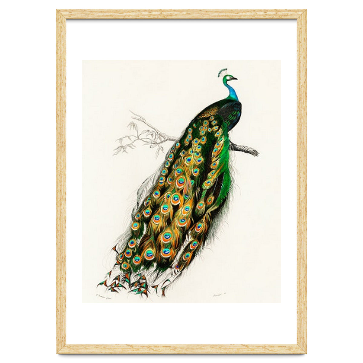 Indian peafowl illustrated