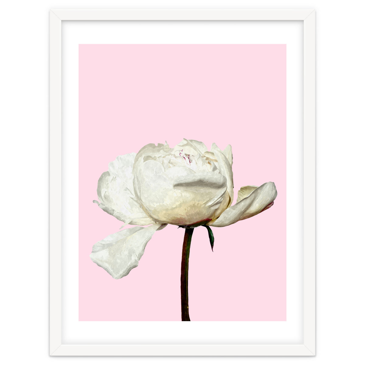 White Peony Pink Background