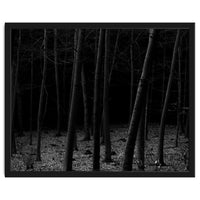 silent woods