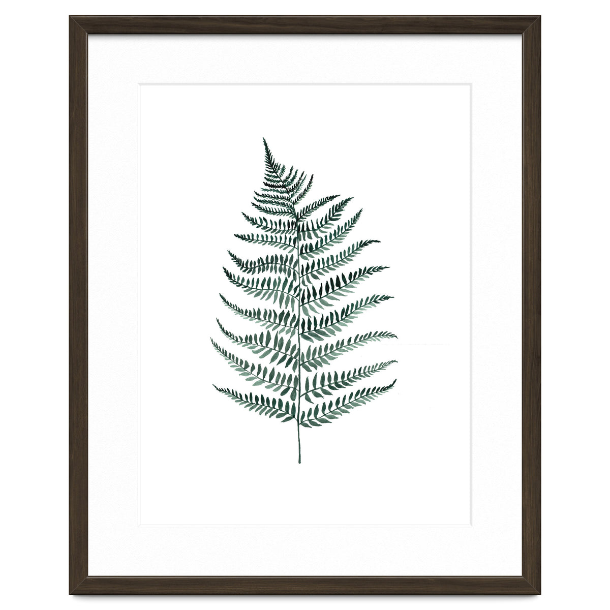 Botanical Illustration Silverfern