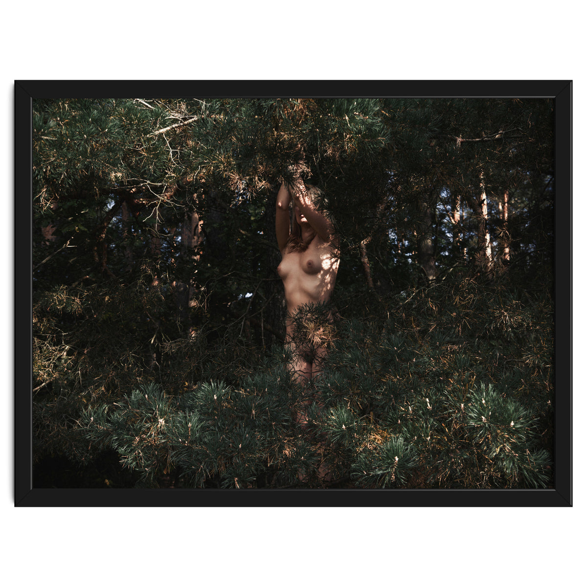 The Eyes of the Forest