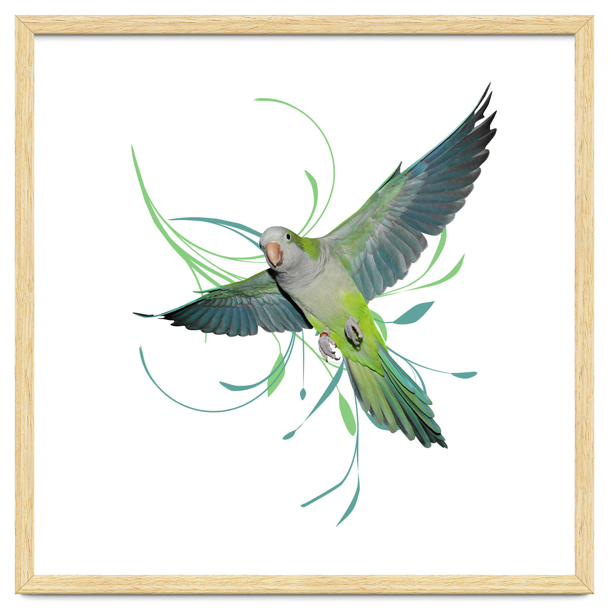 Flying quaker parrot