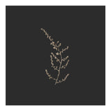 Delicate Golden Fynbos Botanicals on Black - Square (Print Only) thumbnail