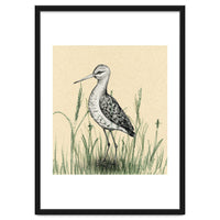 Black-tailed godwit in the grass