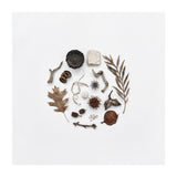 Treasures From Nature No. 2 - Square (Print Only) thumbnail