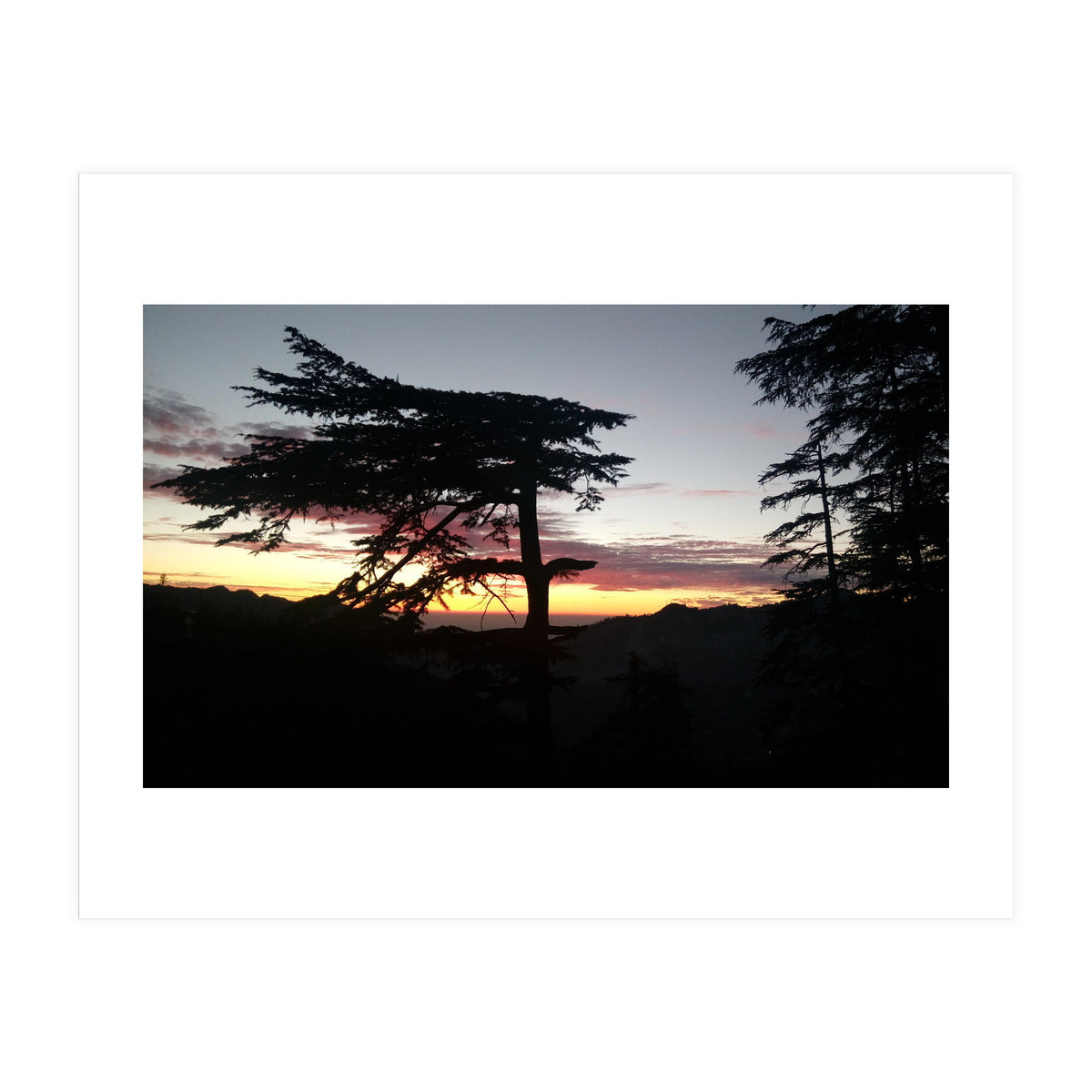 Sunset Tree (Print Only)
