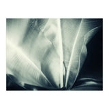 botanical 1 (Print Only) thumbnail