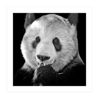 Great Panda (Print Only)