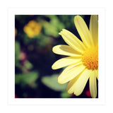 Summer flora (Print Only) thumbnail