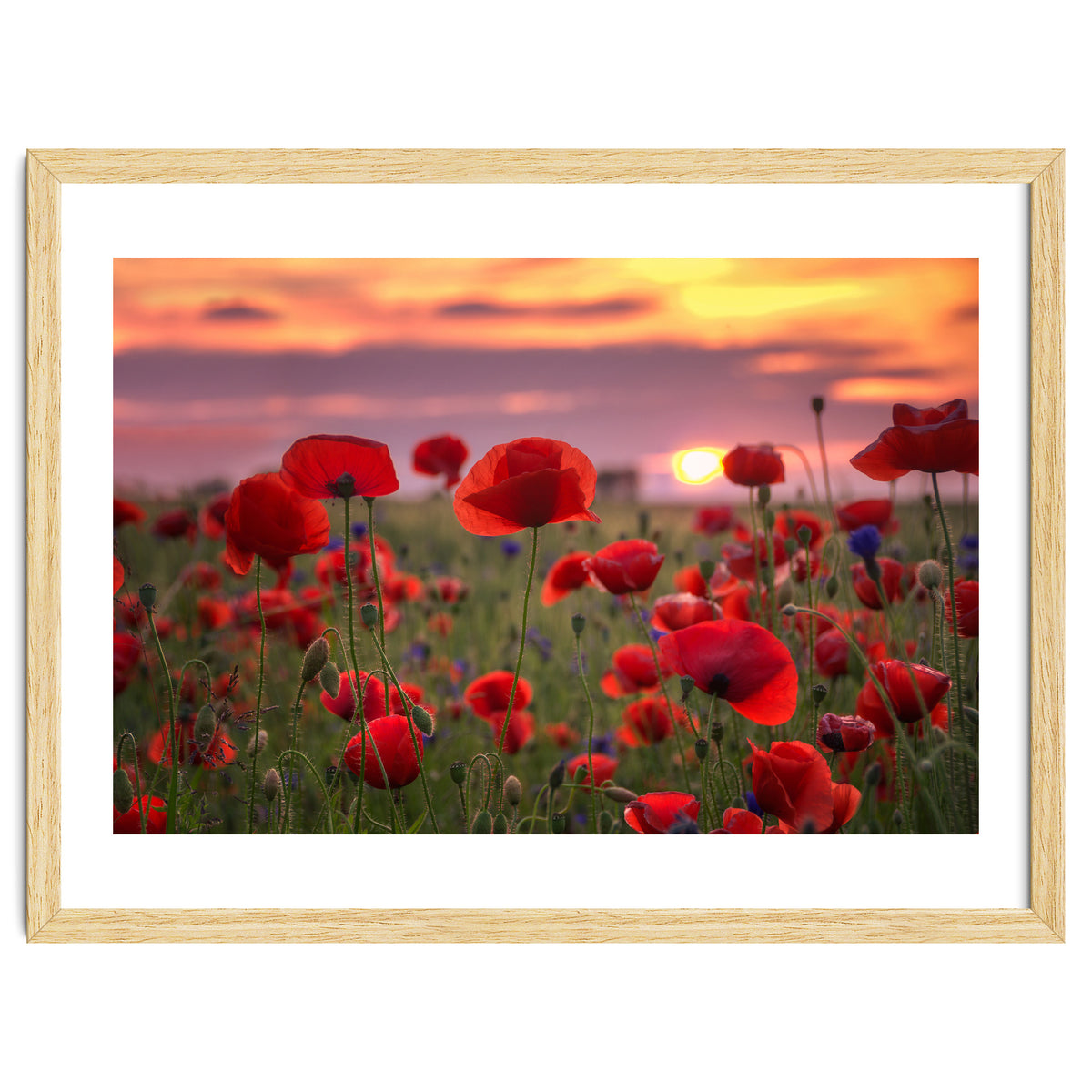 Poppies at Evening