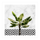 Banana Plant On White Marble And Checker Wall (Print Only) thumbnail