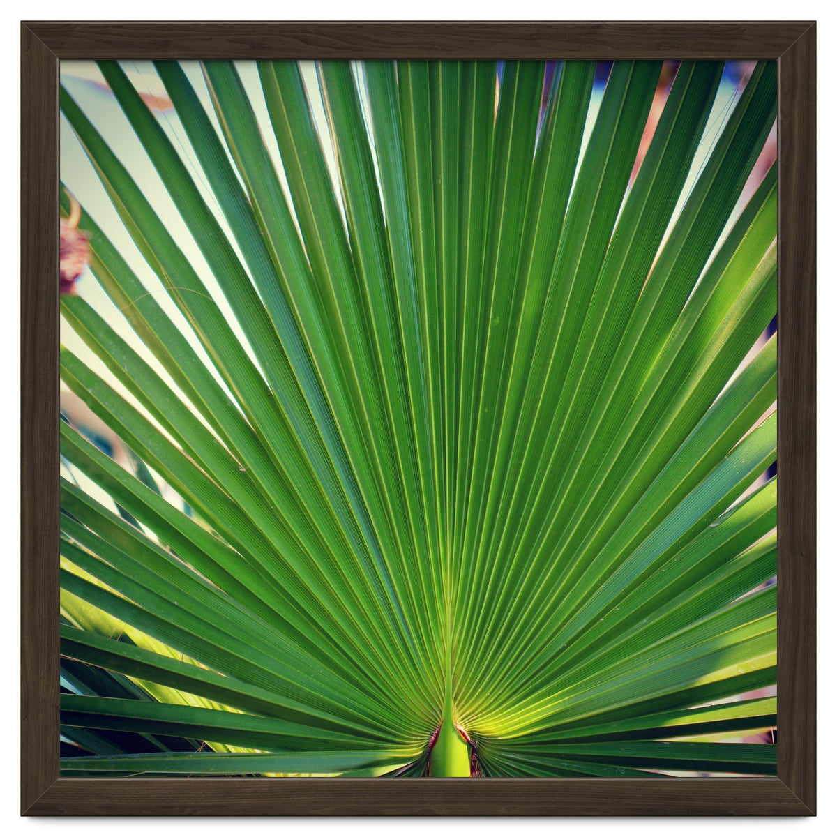 palm leaf