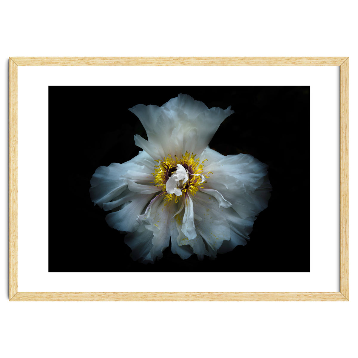 Backyard Flowers 49 Color Version