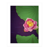 Water lily (Print Only) thumbnail