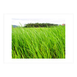 In the Tall Grass (Print Only) thumbnail