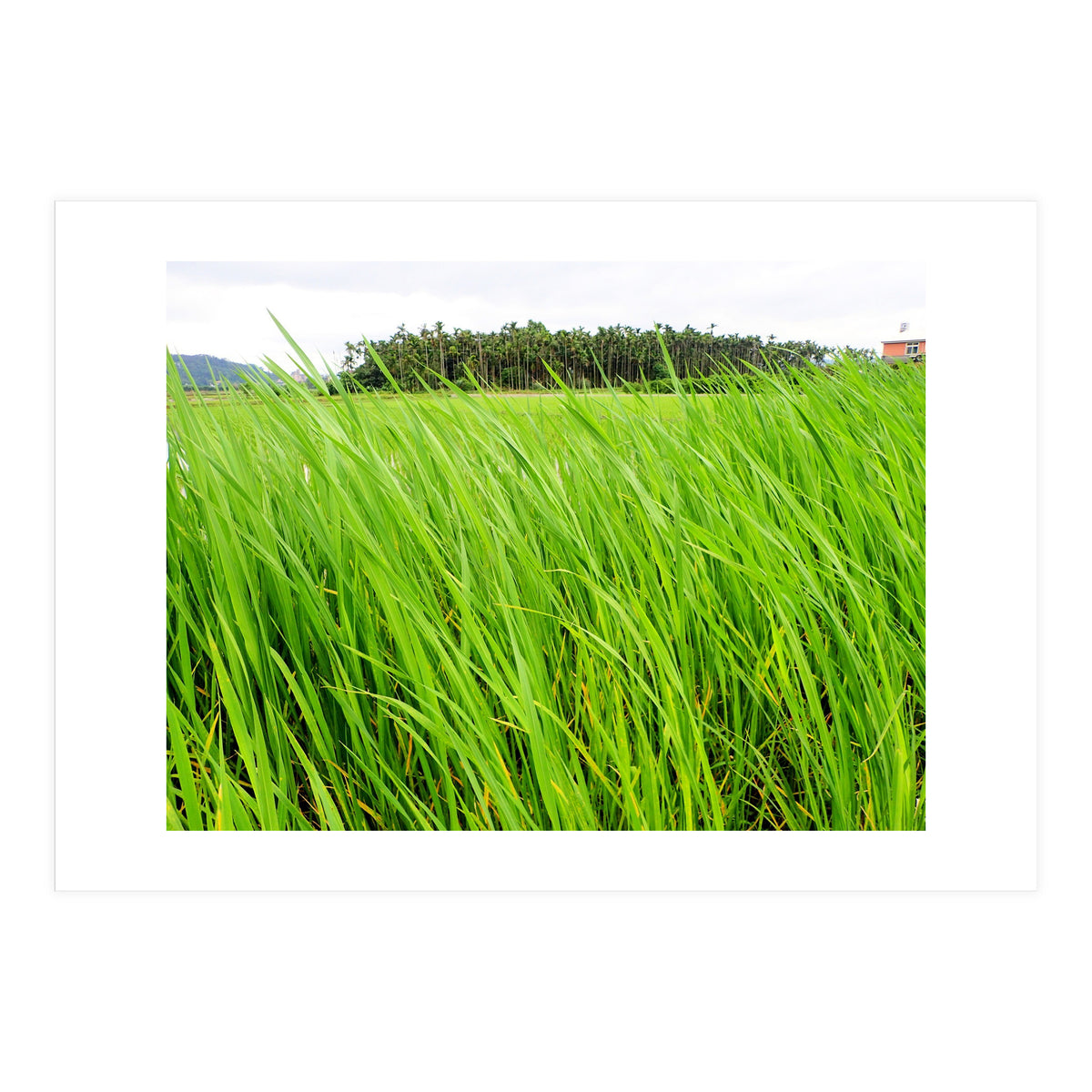 In the Tall Grass (Print Only)