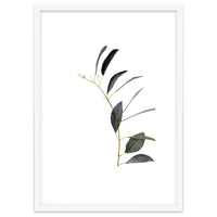 Untitled #14 - Eucalyptus