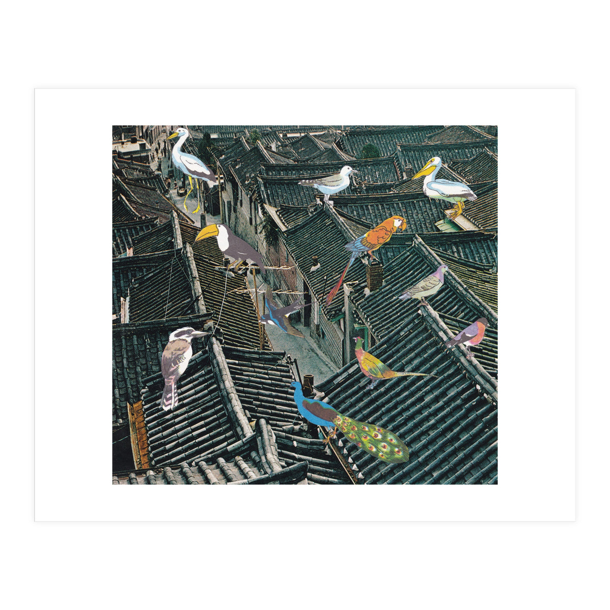 Bird Town (Print Only)