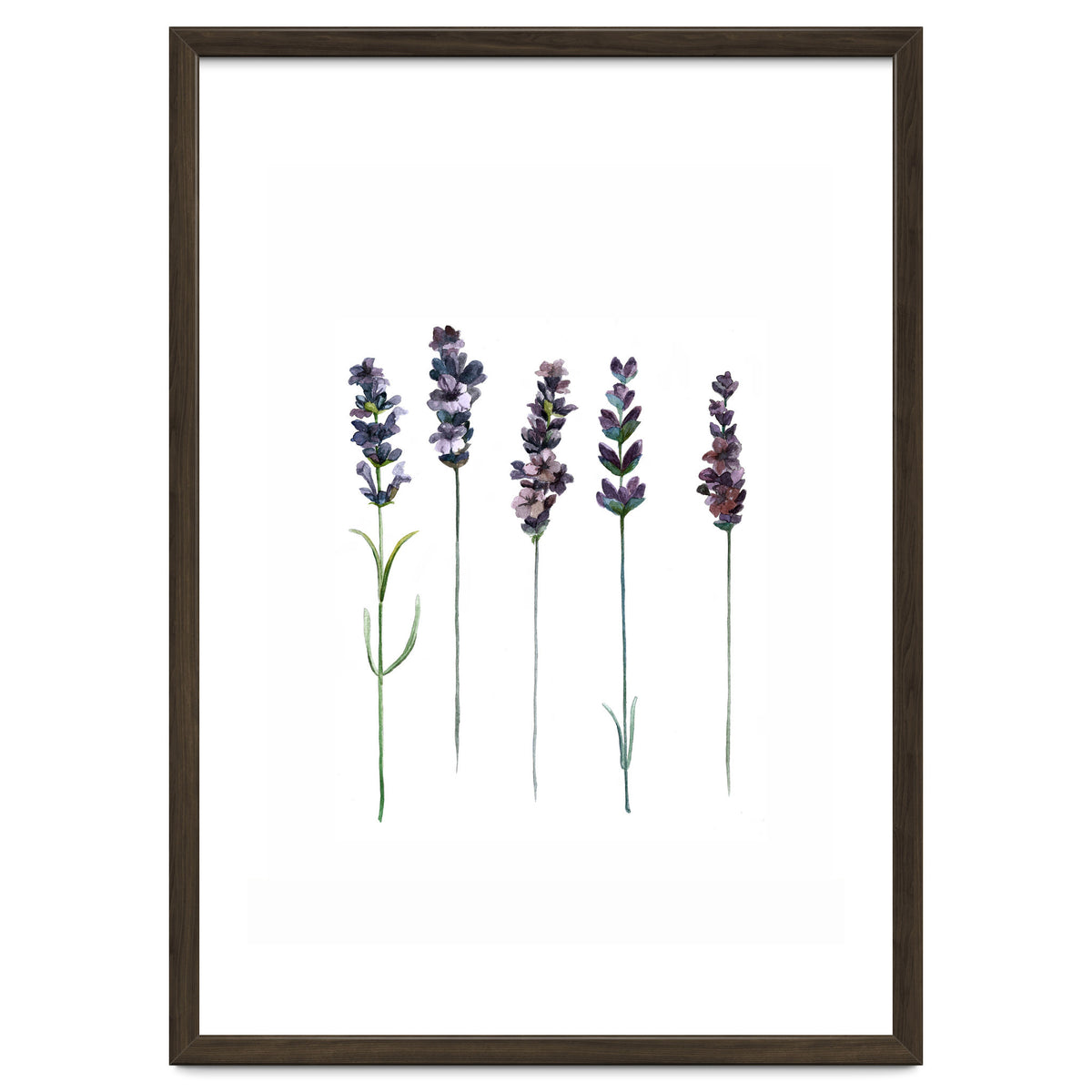 Botanical Illustration Lavender