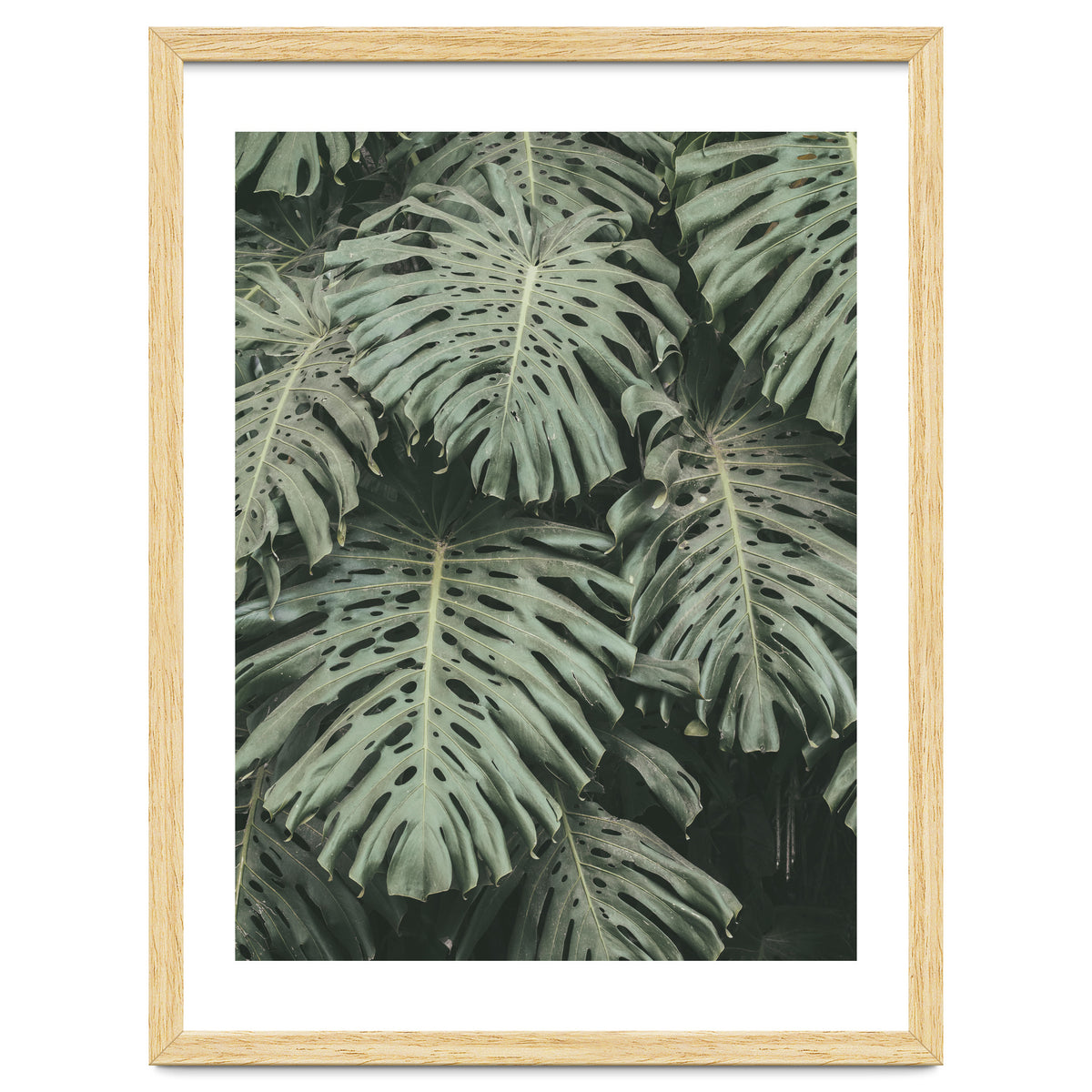 MONSTERA LEAVES