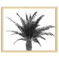 Palm Tree