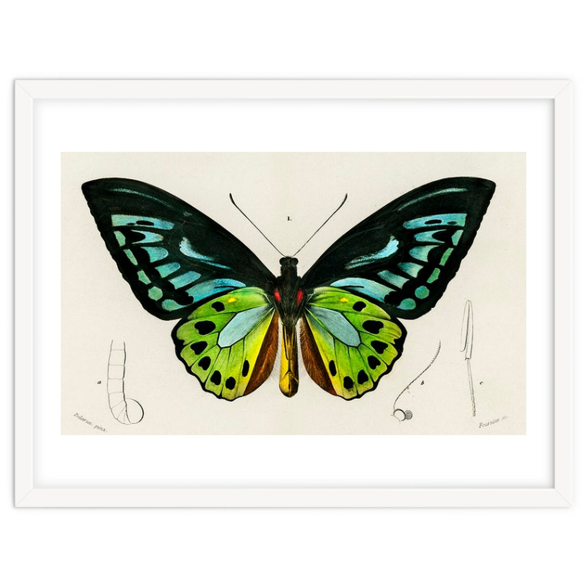 Green birdwing illustrated