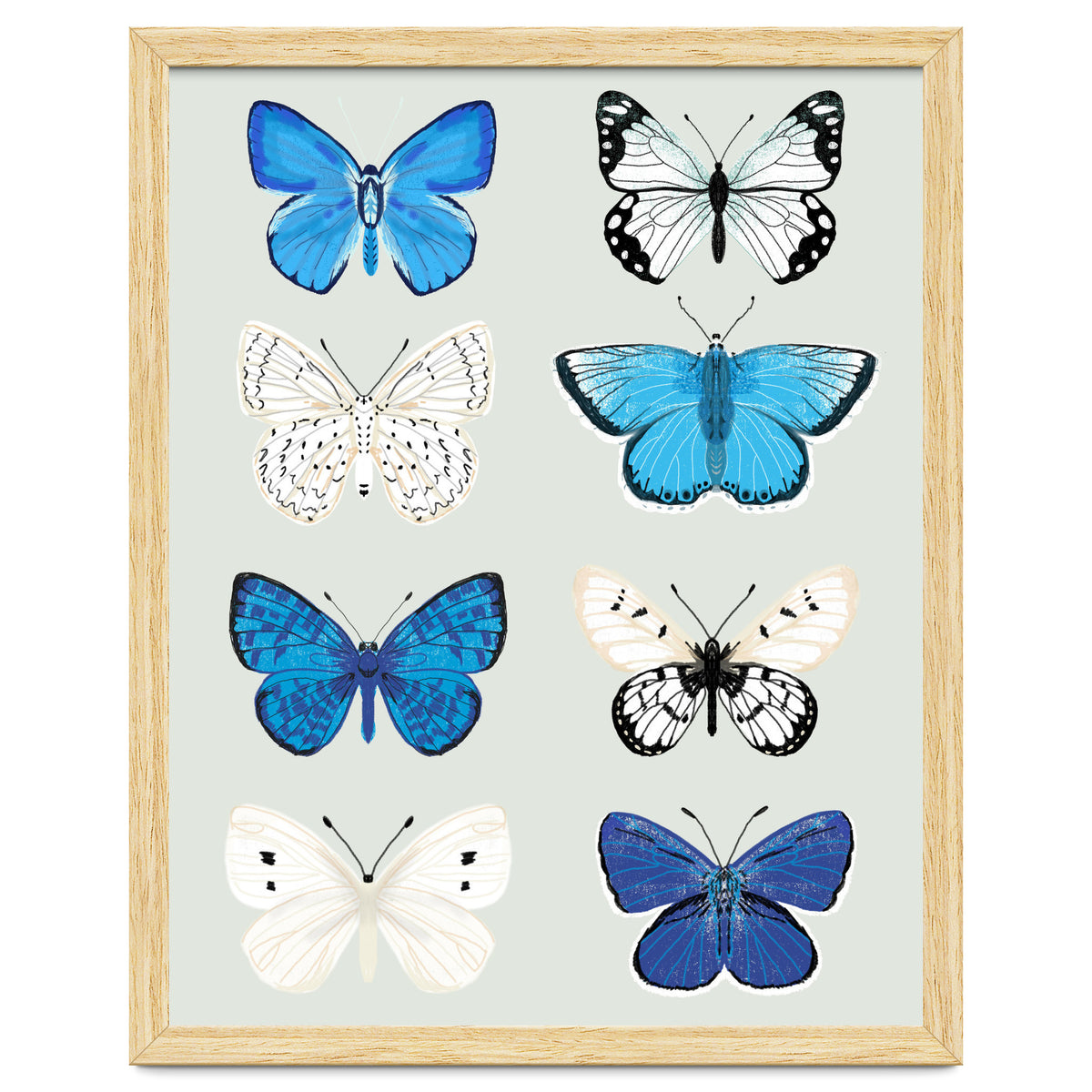 Lepidoptery Study No. 3