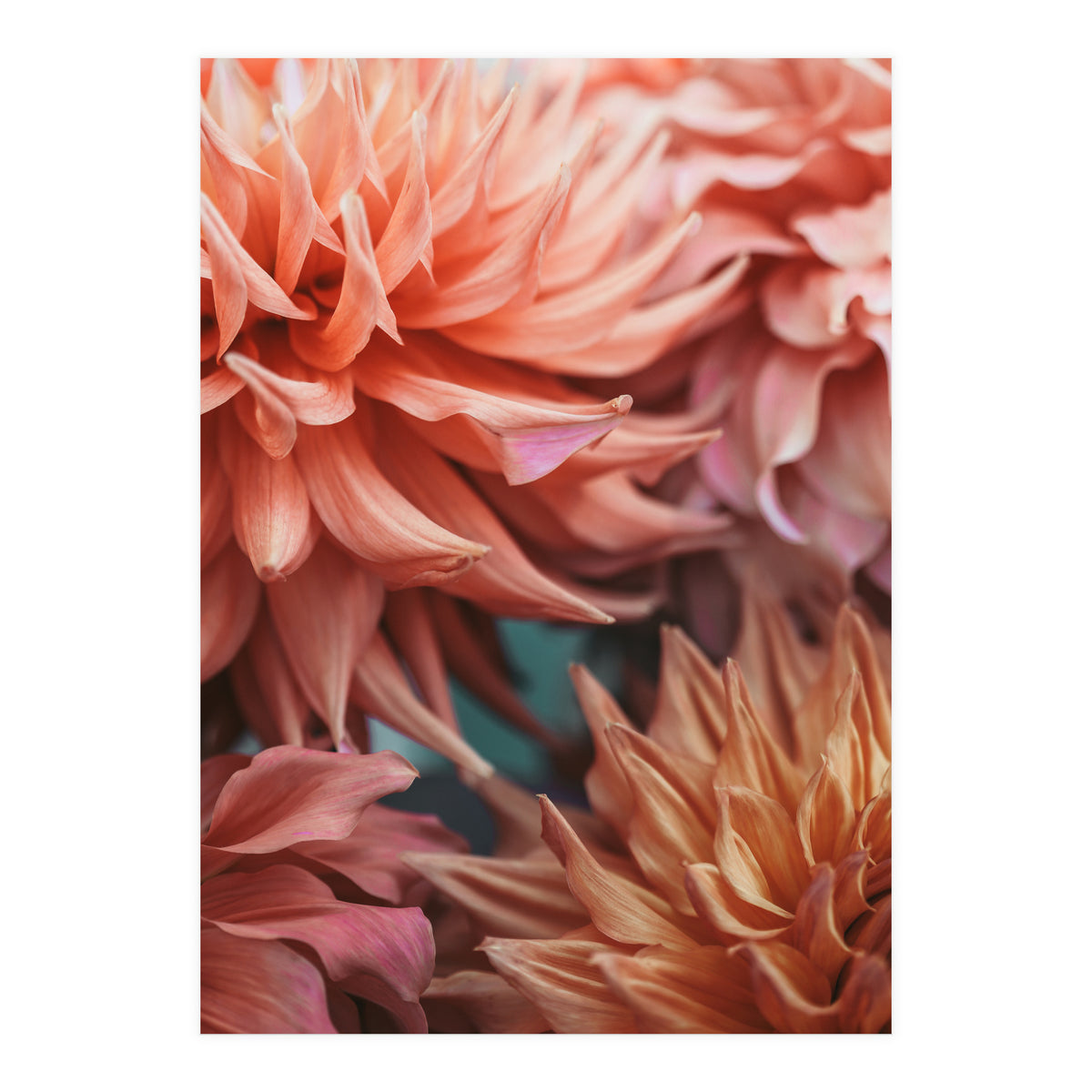 Vintage Dahlia  (Print Only)