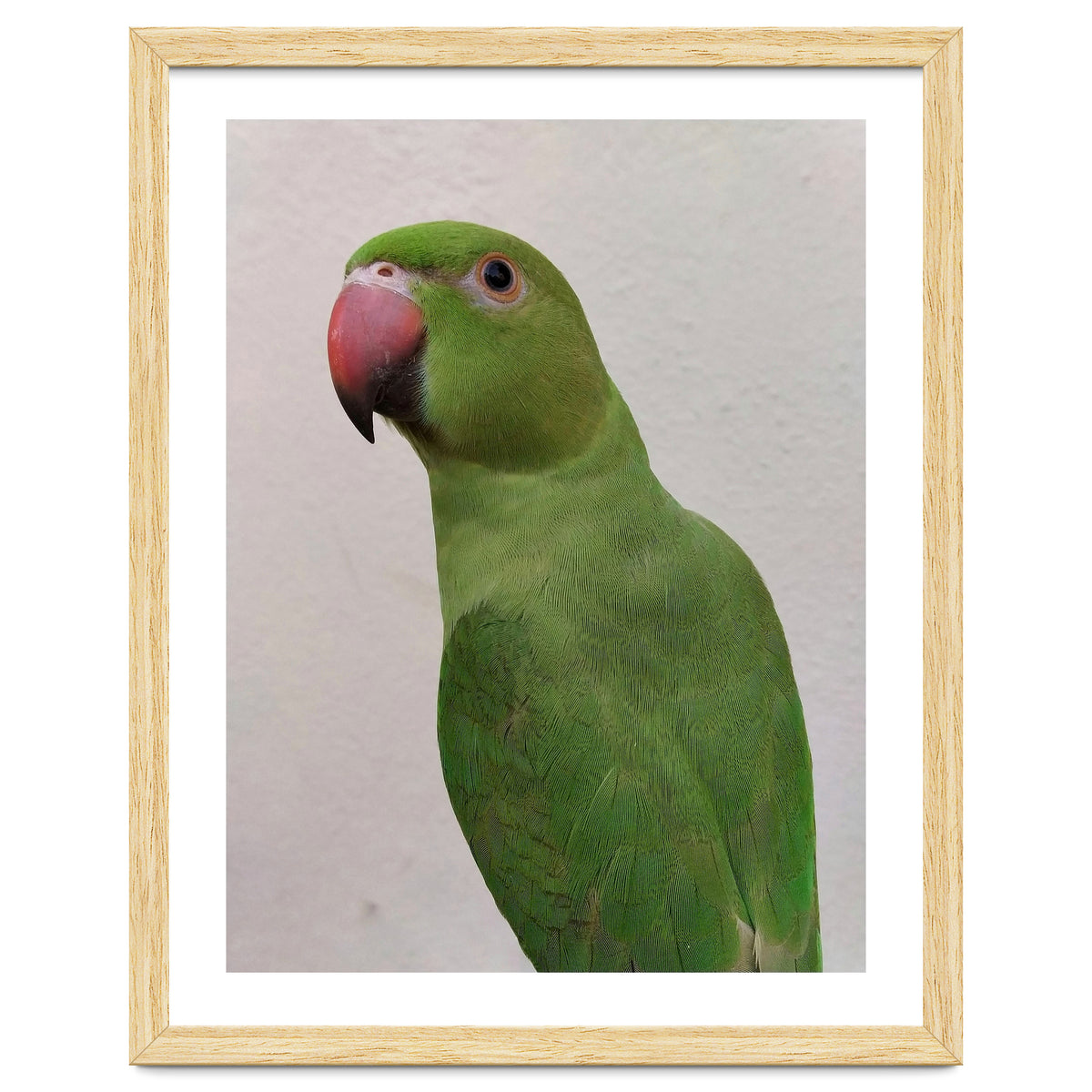 Cute Indian Parakeet