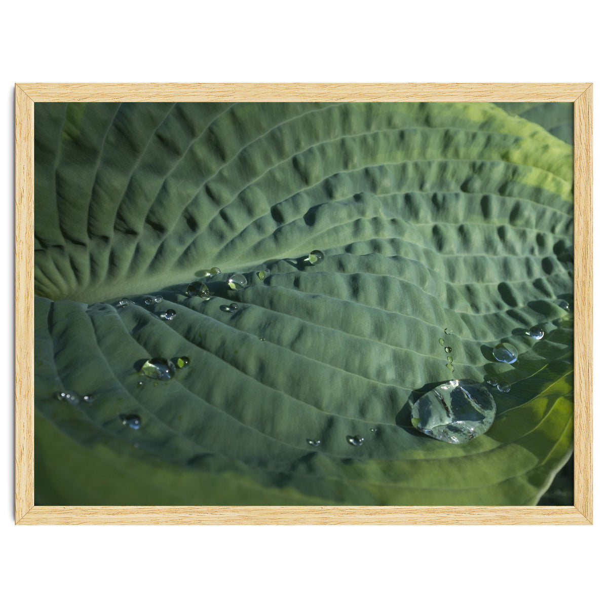 Hosta With Raindrops