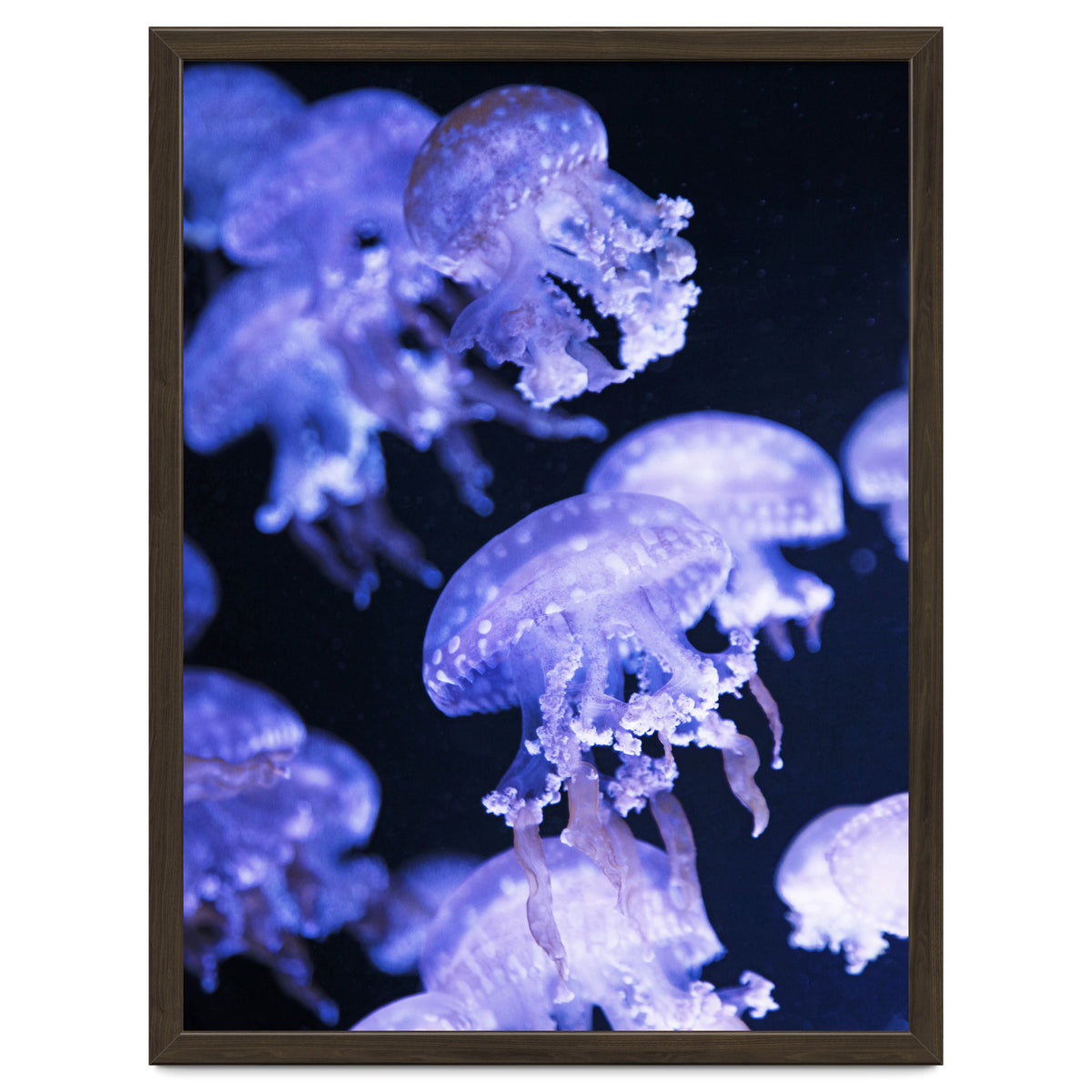 Jellyfish