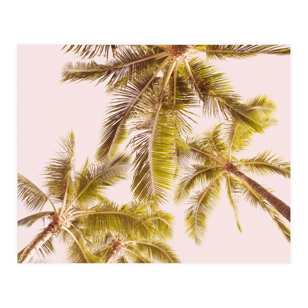 Blush Pink Boho Palm Trees (Print Only)