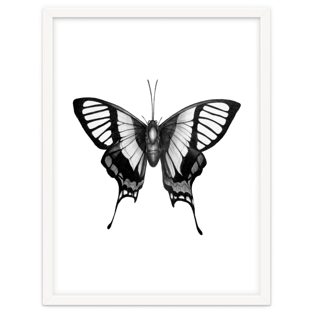 Butterfly Wings