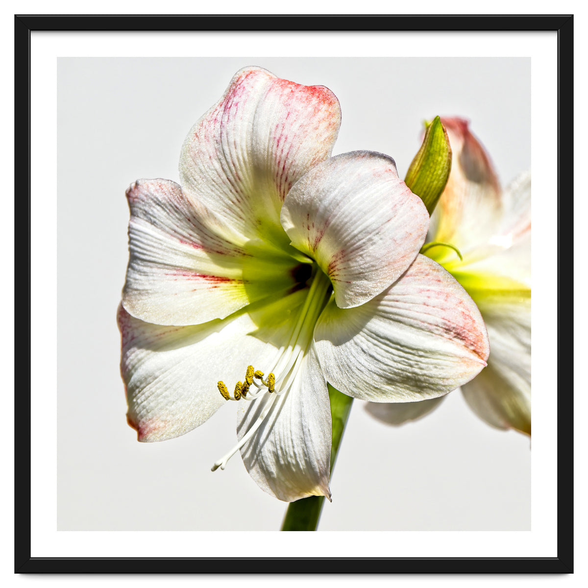Amaryllis 1