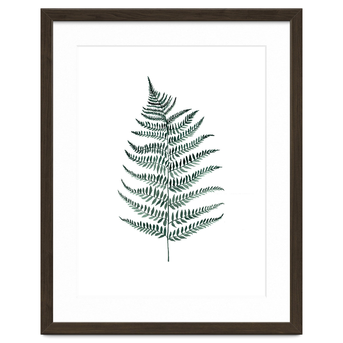 Botanical Illustration Silverfern
