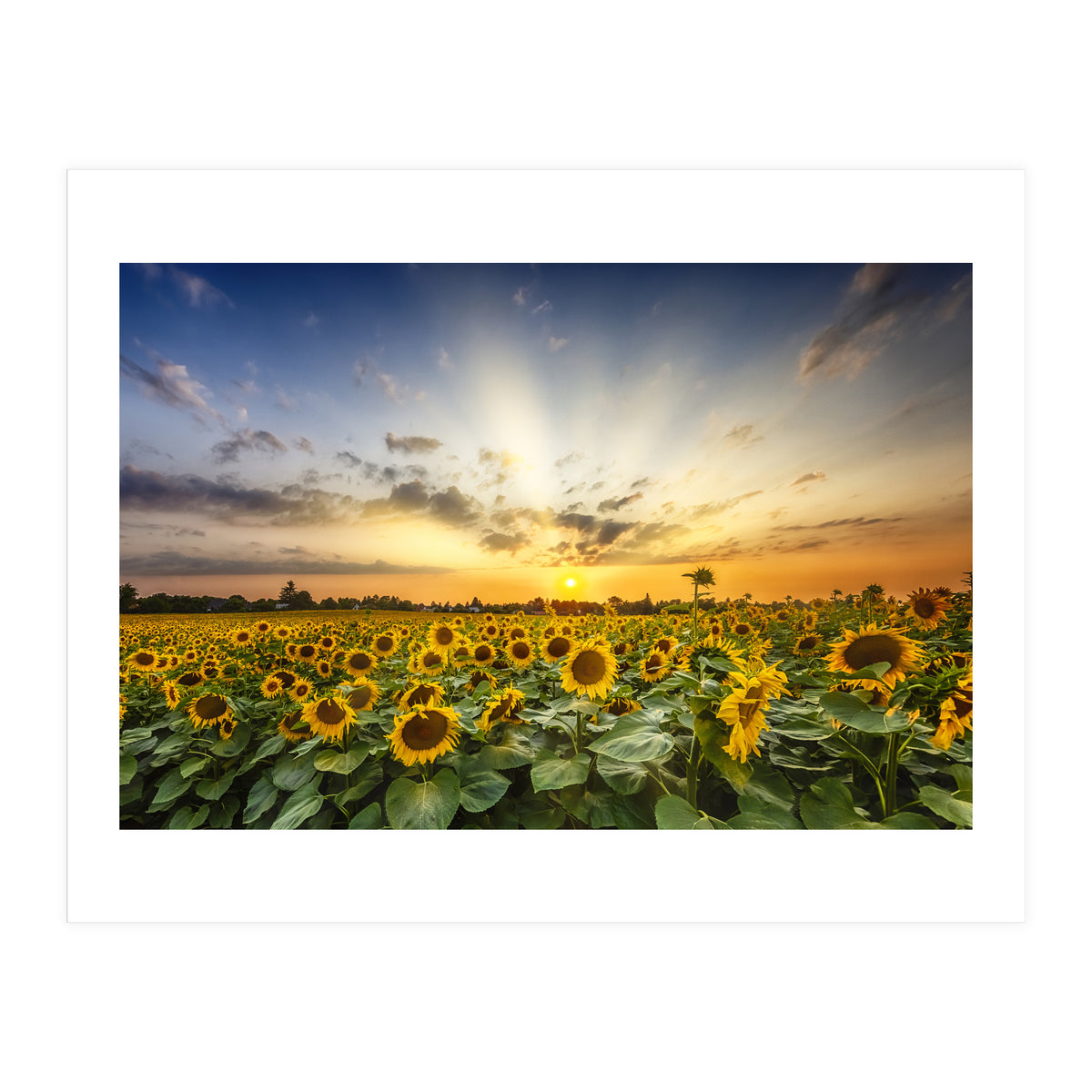 Sunflower field in the evening  (Print Only)