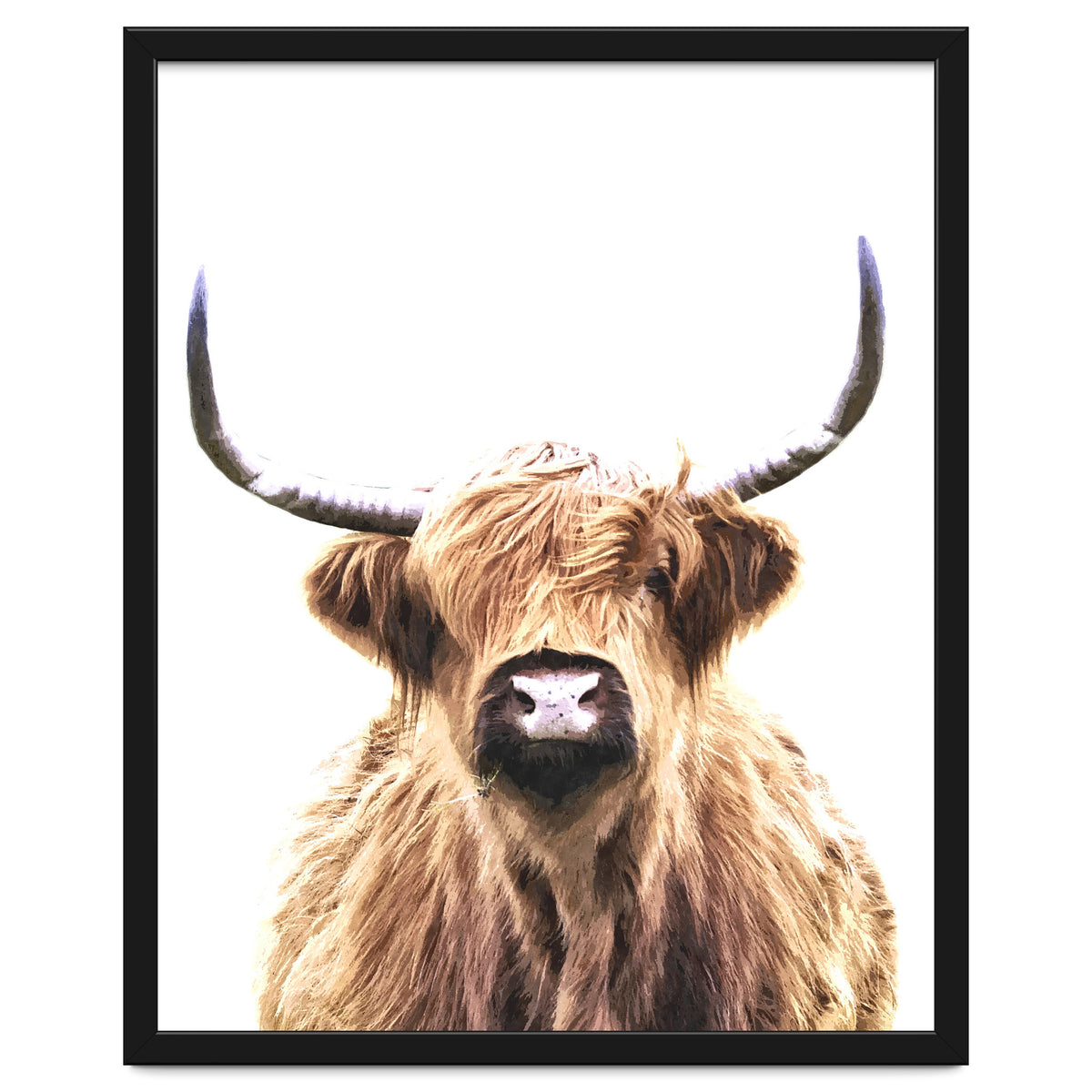Highland Cow Portrait