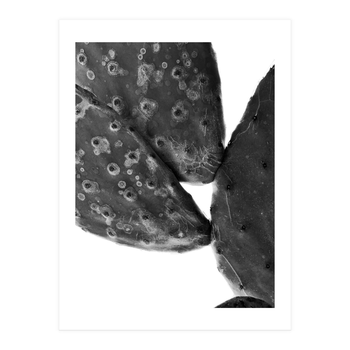 Black Cactus (Print Only)